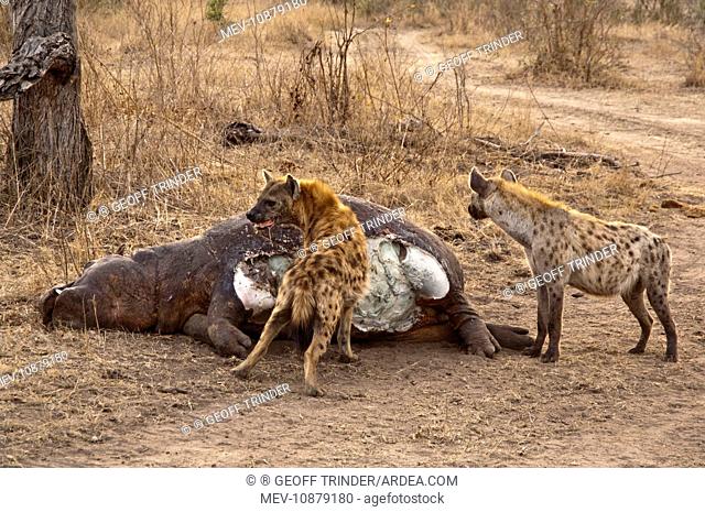 Spotted Hyena - feeding on dead hippo (Crocuta crocuta). Sabi Sands Game Reserve - South Africa