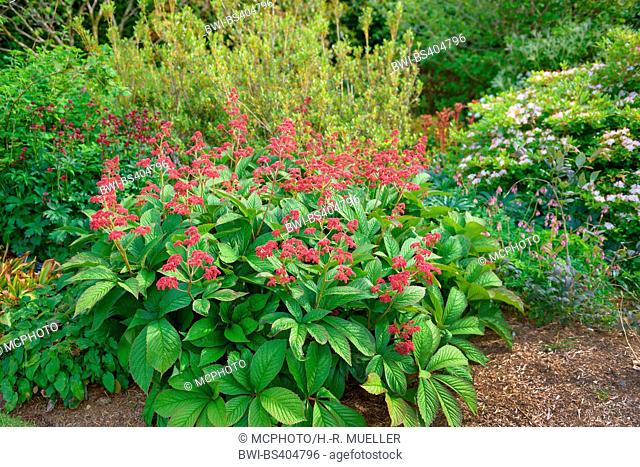 Fingerleaf Rodgers Flower (Rodgersia pinnata 'Crug Cardinal', Rodgersia pinnata Crug Cardinal), cultivar Crug Cardinal, United Kingdom, England