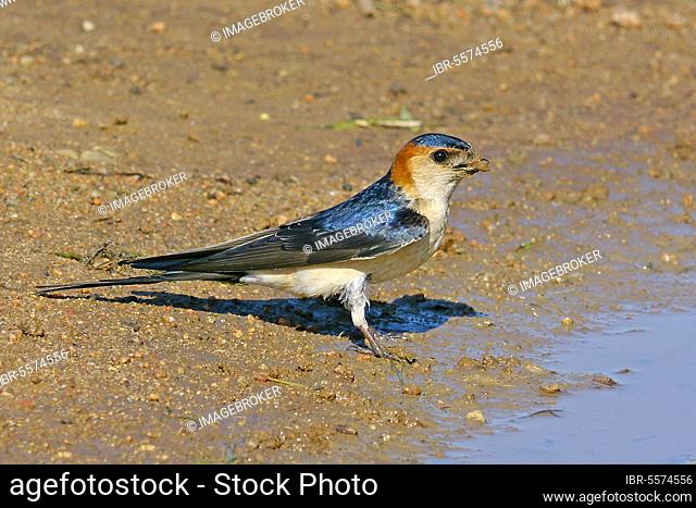 Red-rumped swallow (Hirundo daurica) adult, collecting mud for nesting material, Baracina, Portalegre District, Alentejo, Portugal, Europe