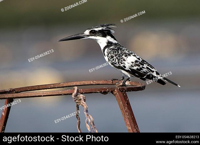 pied kingfisher who sits on metal supports on Lake Victoria