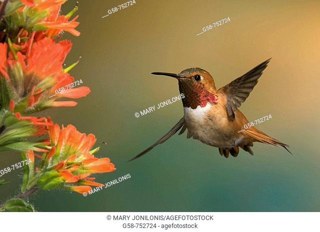Colorful male rufous hones in on a sweet flower