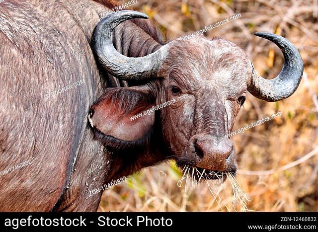 Afrikanischer Bueffel, South Luangwa Nationalpark, Sambia, (Syncerus caffer) | african buffalo, South Luangwa National Park, Zambia, (Syncerus caffer)