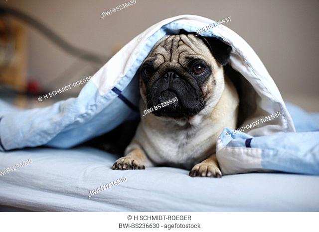 Pug Canis lupus f. familiaris, whelp lying at the edge of a bed looking out from under the sheets