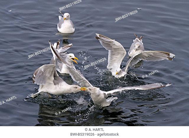 herring gull (Larus argentatus), some birds fighting for prey in the water, Norway, Hitra
