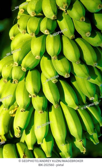 Bananas, India