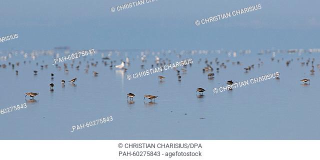 Dunlins search for food on the mudflats between Dagebuell and Hallig Langeness, Germany, 14 July 2015. The Nationalpark Wattenmeer (Wadden Sea National Park) in...