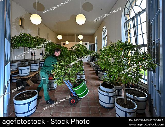 24 March 2023, Brandenburg, Neuzelle: Ralf Mainz, master gardener at the Neuzelle Abbey Foundation, is busy repotting a dwarf bitter orange plant in the...