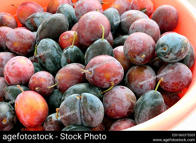 close-up ripe red plums, natural backyard plums