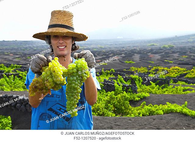 Malvasia vineyards, La Geria, Lanzarote, Las Palmas, Canary Islands, Spain