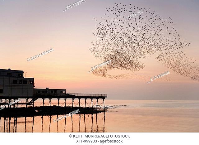 Starlings roosting at dusk, Aberystwyth Pier, Wales UK
