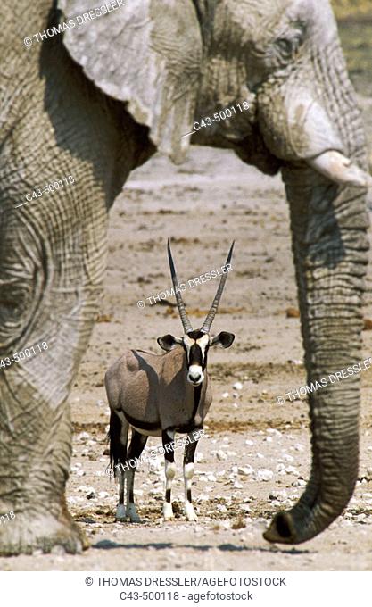 Gemsbok (Oryx gazella) and African Elephant (Loxodonta africana); while the elephant bull occupies the waterhole, the gemsbok has to wait in the vicinity for...