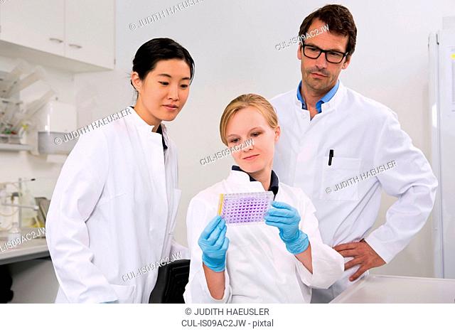 Group of scientists examining microtiter plate with crystal violet solution