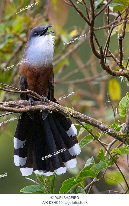 Chestnut-bellied Cuckoo (Coccyzus pluvialis) endemic to Jamaica, perched in the understory, seen from the front showing undertail