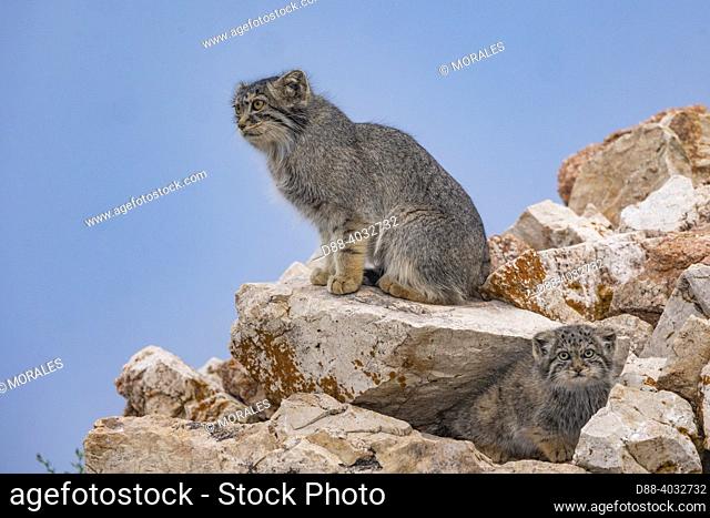 Asia, Mongolia, East Mongolia, Steppe area, Pallas's cat (Otocolobus manul), Den, Babies with thee mother