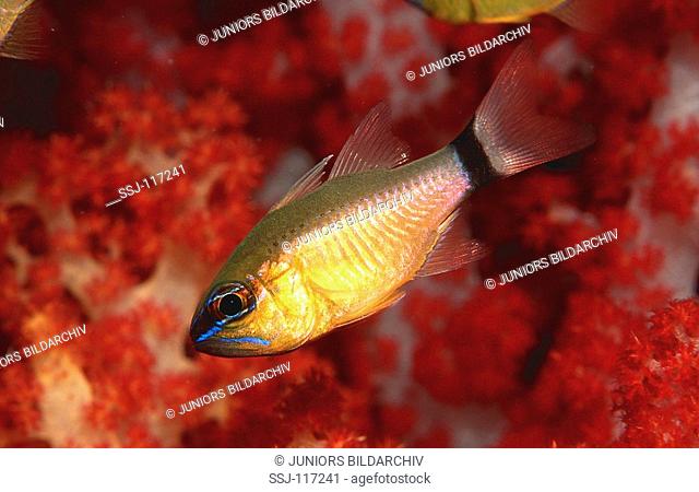 Golden cardinalfish, Apogon aureus