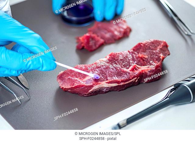 Quality control expert inspecting meat in the laboratory