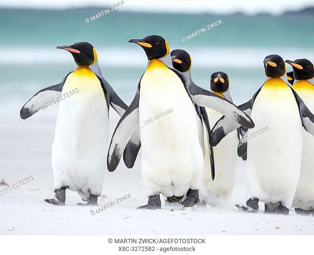 King Penguin (Aptenodytes patagonicus) on the Falkland Islands in the South Atlantic. South America, Falkland Islands, January