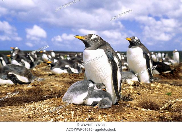 Gentoo penguin Pygoscelis papua nesting colony, Falkland Islands
