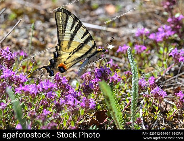 12 July 2022, Brandenburg, Lieberose: A glider butterfly searches for nectar on the flowers of the early flowering thyme in the Lieberos Heath of the...