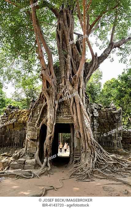 Roots of a Strangler Fig (Ficus altissima) winding around a gopuram, Ta Som Temple, Angkor, Siem Reap Province, Cambodia