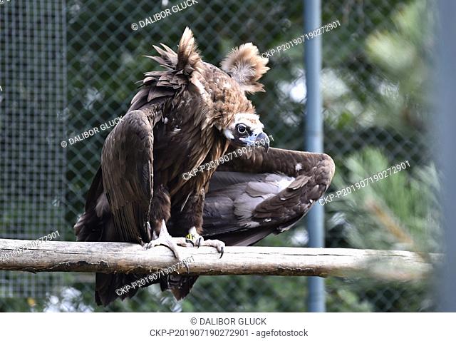 A black (cinereous) vulture in Zoo Zlin, Czech Republic, on Friday, July 19, 2019. Four vulture species live in Europe at present