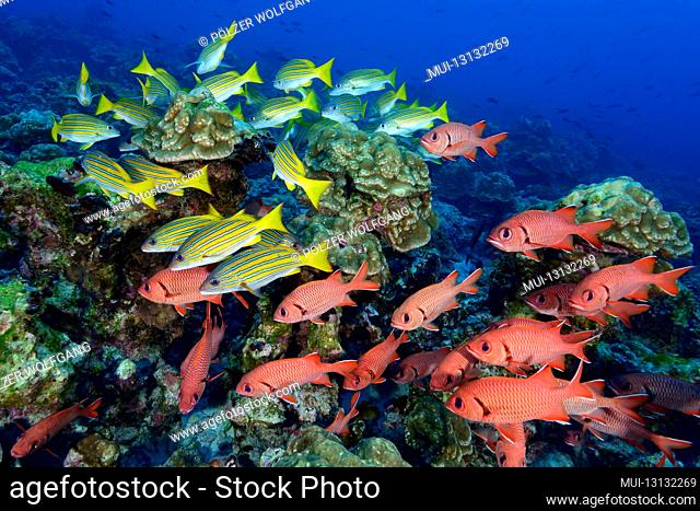 Large scale soldier fish (Myripristis berndti) and blue-gold snapper (Lutjanus viridis), Cocos Island, Costa Rica, Pacific, Pacific Ocean