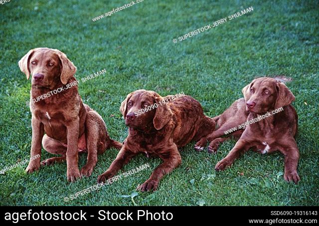 Three Chesapeake Bay Retrievers sitting on green grass