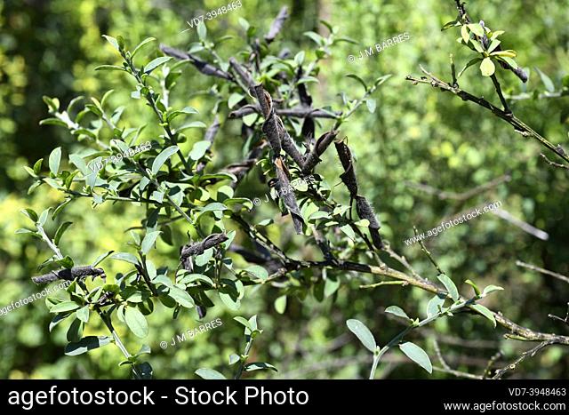 Escoba or retama negral (Cytisus cantabricus) is a shrub endemic to Cantabrian Mountains and southwestern France