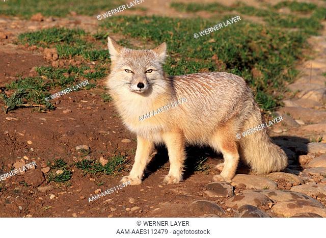 Corsac Fox (Vulpes corsac) captive