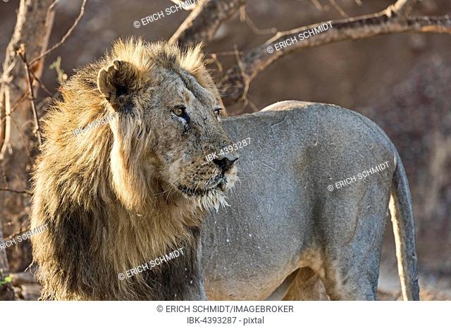 Asiatic lion (Panthera leo persica), Gir Nature Reserve, Gujarat, India