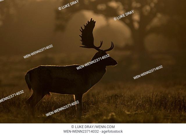 FILE PHOTO: A recent study and DNA analysis documented by the Royal Society journal Proceedings of the Royal Society B. has reveled that deer on Scotland's...