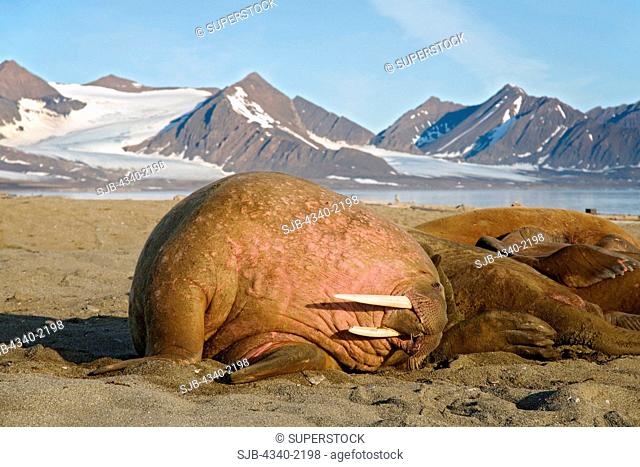 Walrus Odobenus rosmarus large bull rests on a sandspit in summertime, Poolepynten, along the coast of Svalbard, Norway