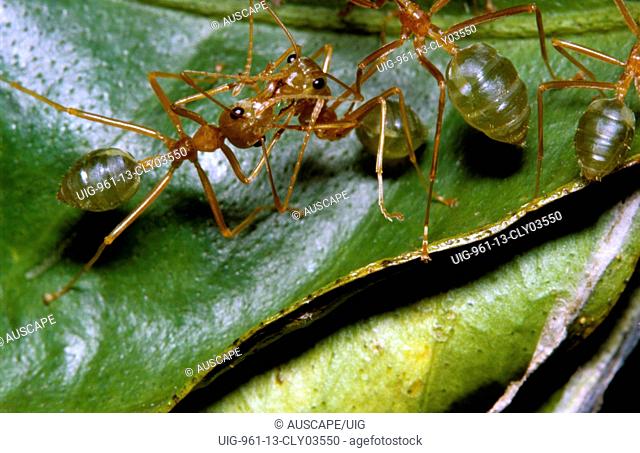 Green tree or Weaver ants sharing food by regurgitation - trophallaxis, Tropical Queensland, Australia