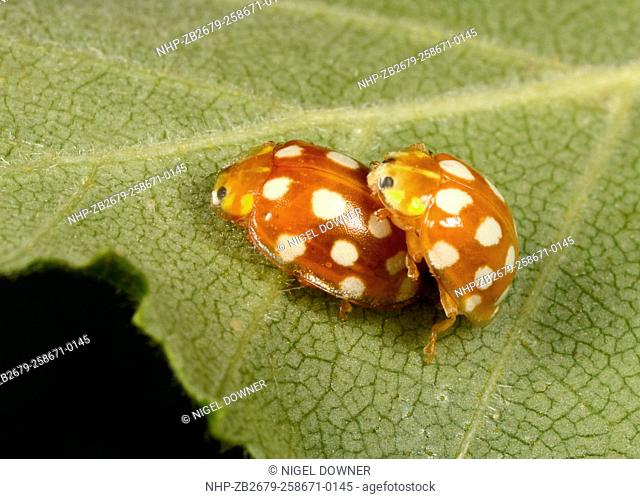 Close-up of a pair of Orange ladybirds (Halyzia 16-guttata). A sixteen spot ladybird showing the distinctive splayed-out transparent edge to the wing-cases...