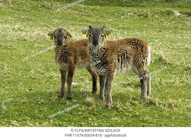 Domestic Sheep, Soay twin lambs, ear tag project markers, Hirta, St Kilda, Western Isles, Scotland, spring