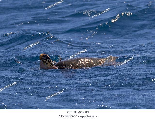 Critically Endangered Hawksbill sea turtle (Eretmochelys imbricata) swimming in the Caribbean ocean