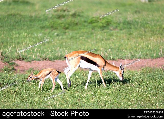 The Thomson gazelles in the middle of a grassy landscape in the Kenyan savanna