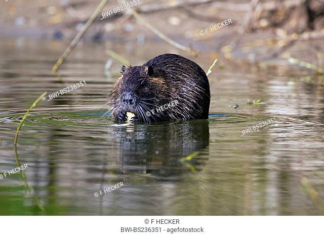 coypu, nutria Myocastor coypus, standing in shallow water gnaw at something, Germany