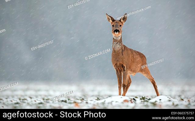 Roe deer, capreolus capreolus, doe in wintertime during a snowfall. Frosty winter wildlife scenery with wild mammal in nature
