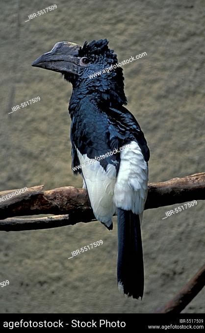 Black and White black-and-white-casqued hornbill (Bycanistes subcylindricus)