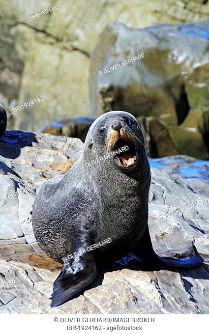New Zealand fur seal (Arctocephalus forsteri), seal colony near Kaikoura, South Island, New Zealand