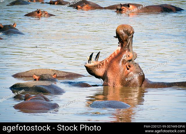 23 September 2022, Tanzania, Nyabogati: A hippopotamus (Hippopotamus amphibius) sticks its head out of the water and opens its mouth wide in the Serengeti...