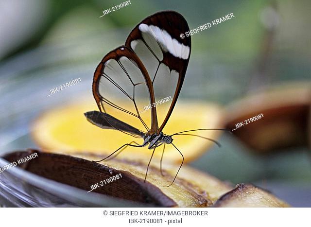 Glasswinged butterfly (Greta oto) on a piece of banana, food bowl, Mainau island, Baden-Wuerttemberg, Germany, Europe