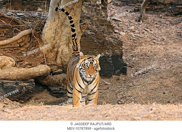 Royal Bengal / Indian Tiger spray-marking on the tree (Panthera tigris)