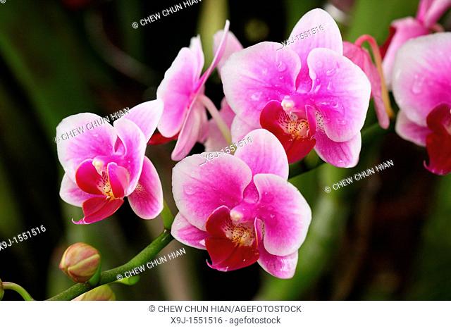 Orchid of the Phalaenopsis genus