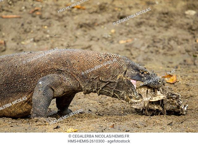 Indonesia, East Nusa Tenggara, Komodo Island, Komodo National Park listed as World Heritage by UNESCO, Komodo Dragon (Varanus komodoensis) eating the carcass of...