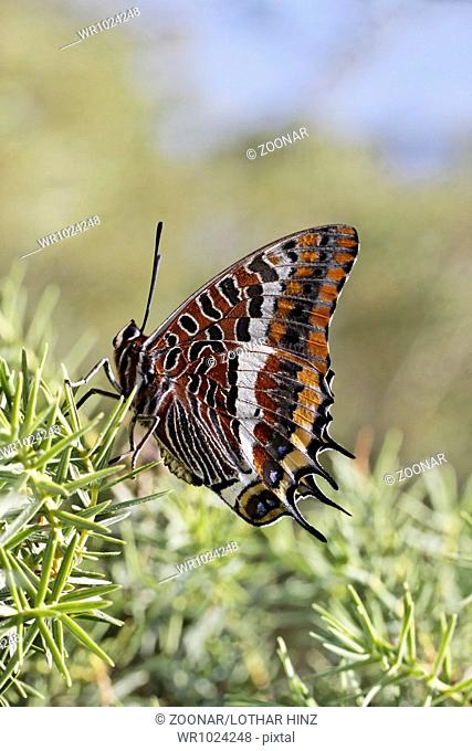 Charaxes jasius, Two-tailed Pasha, Foxy Emperor