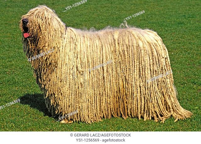 KOMONDOR DOG, ADULT ON GRASS