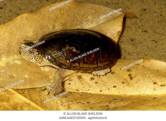 Florida Mud Turtle (Kinosternon subrubrum steindachneri) captive