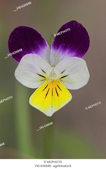 Bluete vom Duenenveilchen, (Viola tricolor) - De Hors, Texel, Niederlande, 28/01/2006
